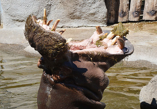 Hipopótamo abre a boca em zoo da Alemanha