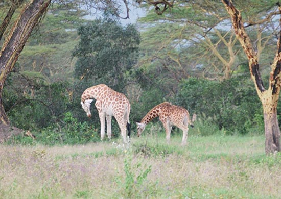 Girafa 'vela' filhote morto e levanta discussão sobre luto de animais