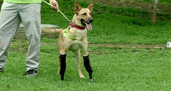Cão que teve membros cortados reaprende a andar com patas artificiais