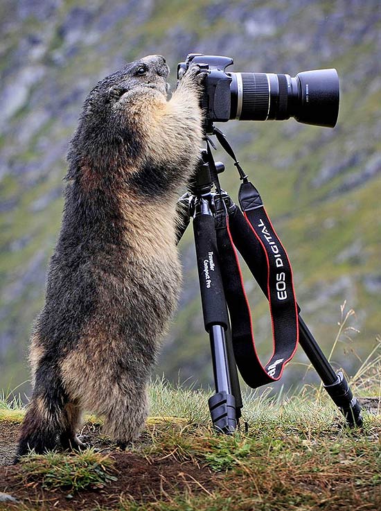 Marmota sobe e olha pela lente de uma câmera