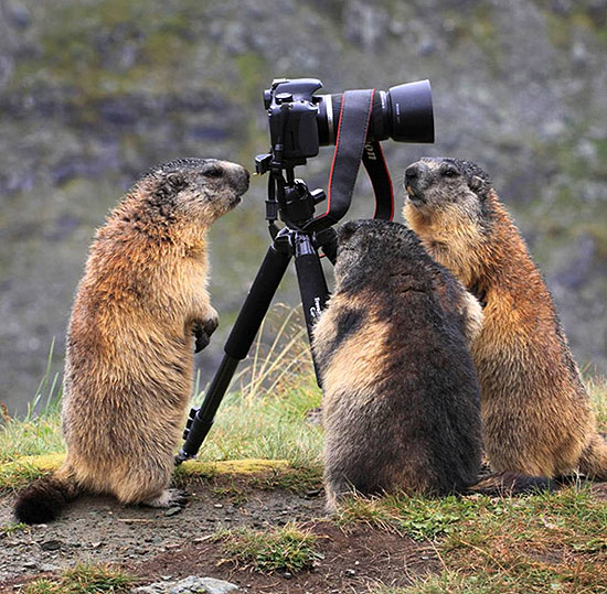 Amiguinhas marmotas também se aproximam para ver o objeto