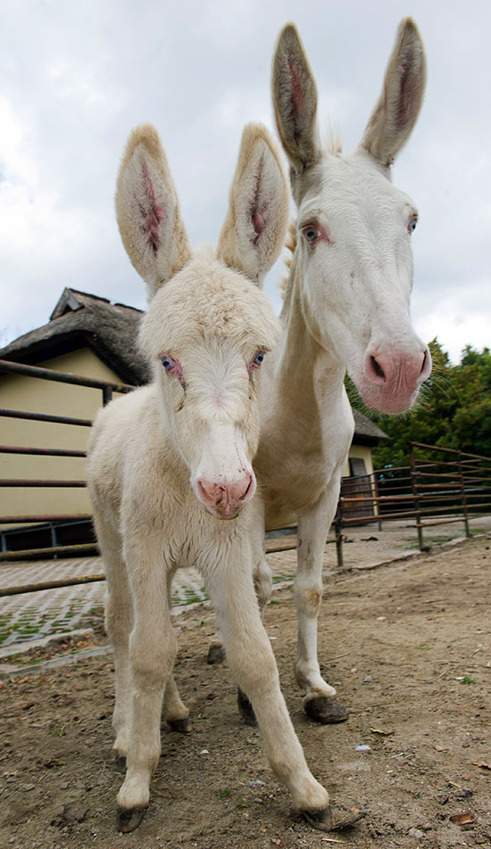 Burrinho recém-nascido e sua mãe no zoológico de Stralsund