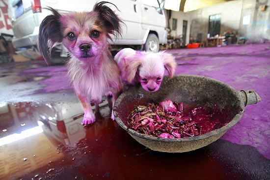 Cães acabam tingidos por corante rosa