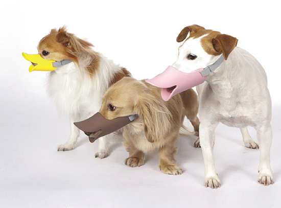 Cães usam focinheira em formato de bico de pato
