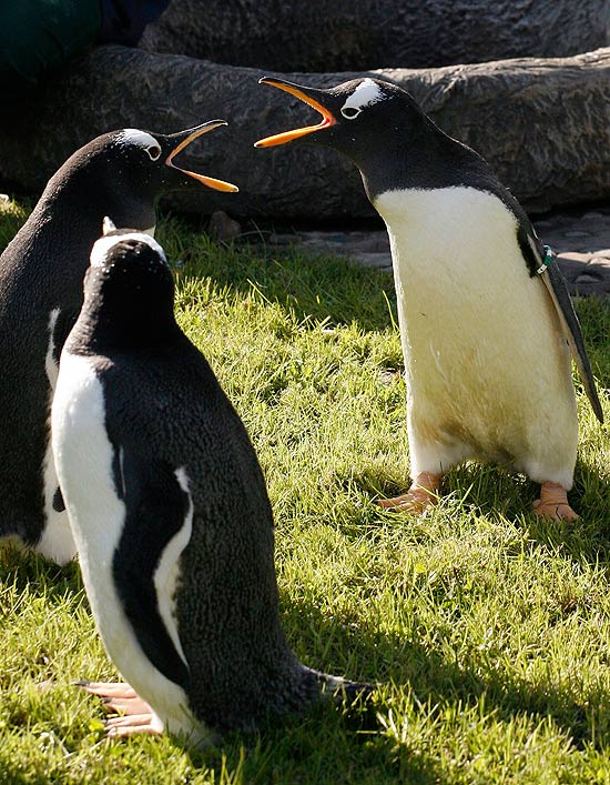 Pinguins botam o papo em dia no zoológico de Krasnoyarsk