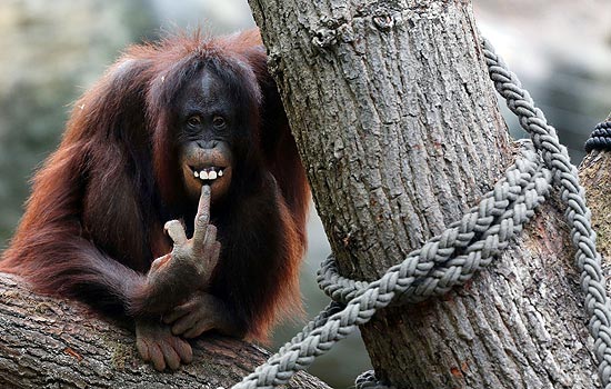 Orangotango faz careta engraçada em zoo da Alemanha