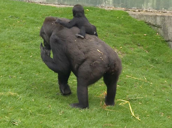 Família de gorilas se prepara para libertação inédita na selva