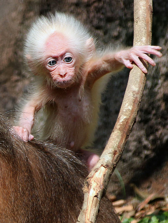 Bebê macaco que parece Albert Einstein é visto na Malásia