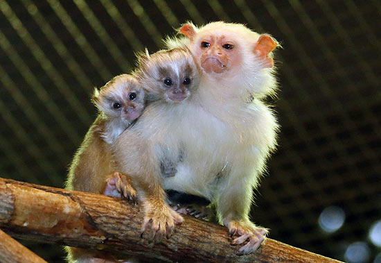 Papai macaco carrega filhotes do ombro