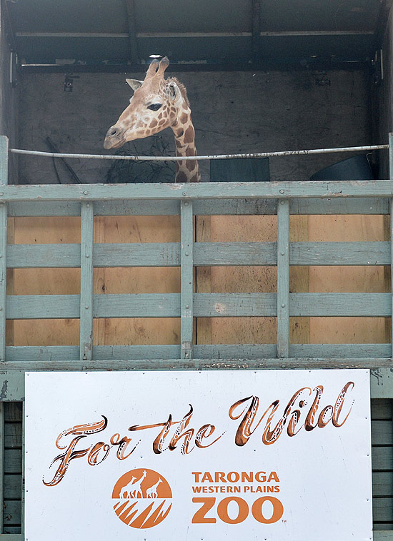 Girafa é vista em caminhão