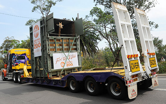 Girafa é transportada em caminhão