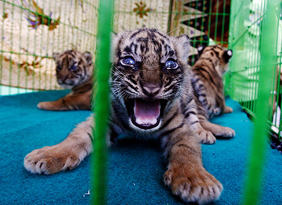 Tigre de olhos azuis tenta assustar fotógrafo