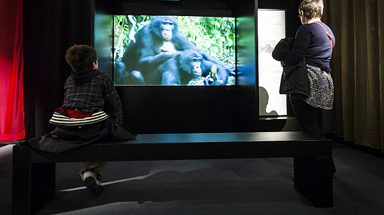 Exposição aponta curiosidades do 'sexo animal', como espécies de macacos homossexuais