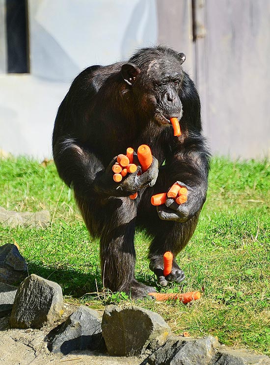 Chimpanzé guloso pega todas as cenouras para si