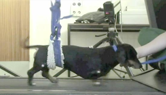 Transplante de célula de focinho faz cão voltar a andar