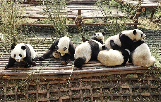 Ursos pandas descansam no centro de procriação em Chengdu, na província de Sichuan