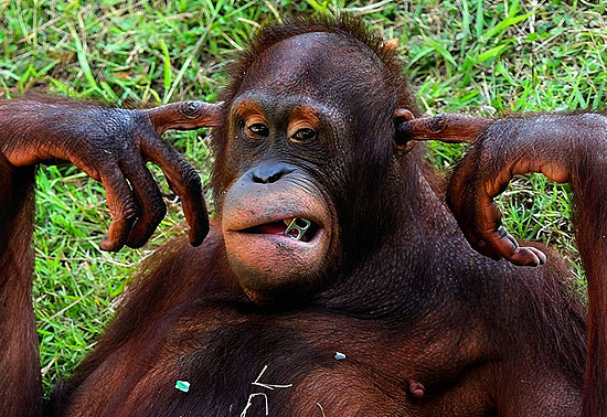 Macaco tapa os ouvidos para não ouvir visitantes de zoo