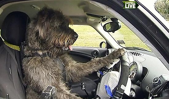 Cães fazem treinamento para aprender a dirigir na Nova Zelândia