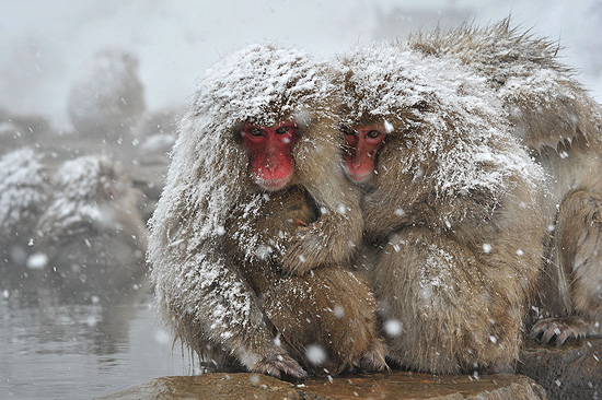 "Macacos da neve" se aquecem com jato de água morna no Japão