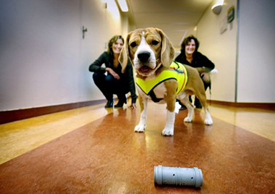 Universidade treina cão a detectar bactéria hospitalar