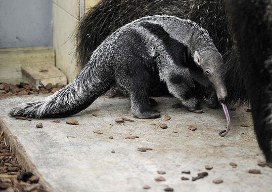 Filhote de tamanduá é flagrado mostrando a língua em zoológico na França