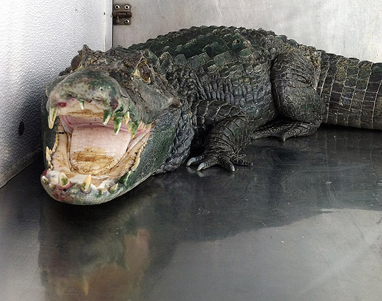 Crocodilo "Mr. Teeth" guardava estoque de maconha