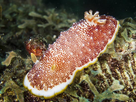 Lesma-do-mar com órgão sexual 'descartável' surpreende cientistas