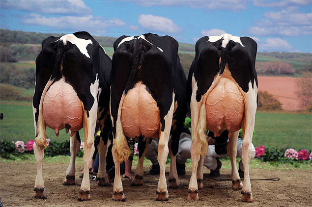 Vacas prontas para sessão de fotos na feira agrícola de Verden, na Alemanha