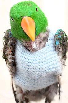 Papagaio usa agasalhos de lã na Grã-Bretanha 