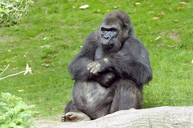 Morre primeira gorila a nascer na cidade de Nova York