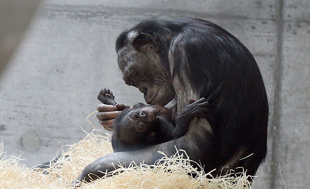Chimpanzé é clicada paparicando filhote em zoológico na Alemanha