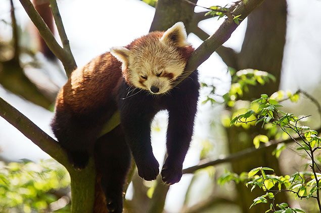 Panda vermelho em zoológico da Alemanha