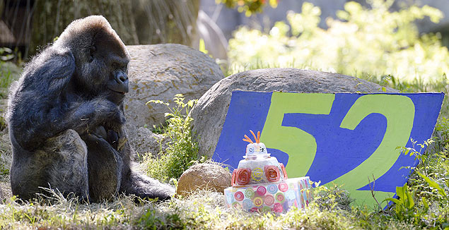 Gorila mais velho do mundo faz aniversário de 52 anos e ganha presentes