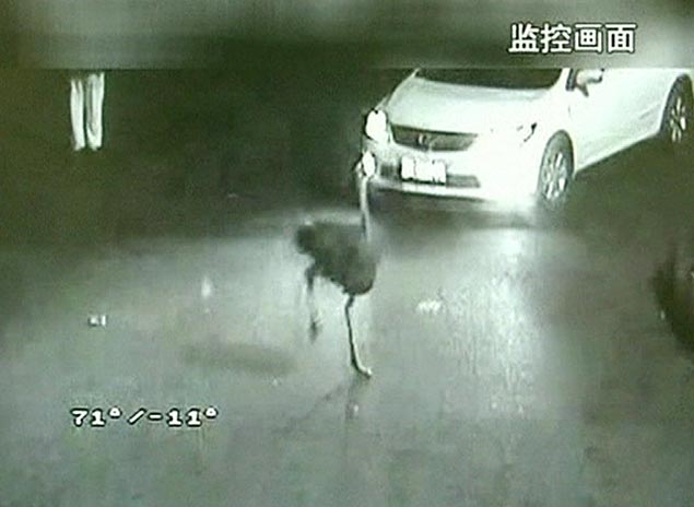 Avestruz invade avenida e assusta motoristas na China; assista o vdeo
