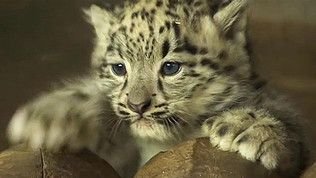 Zoo britânico apresenta raro filhote de leopardo-das-neves