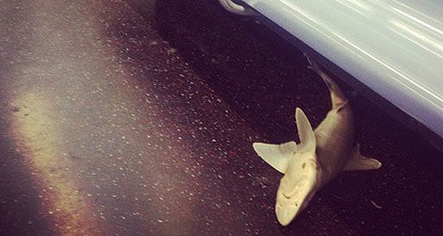 Tubarão é encontrado no metrô de Nova York 