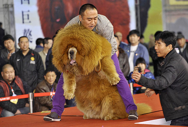 Homem segura cachorro mastins tibetanos em evento realizado em Shenyang, China