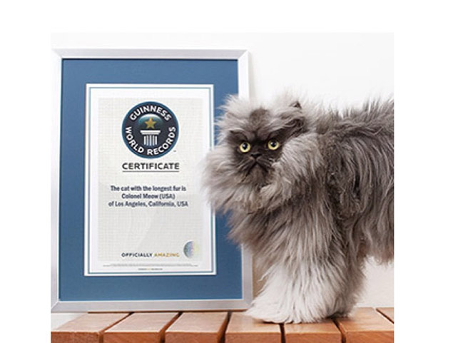 Coronel Miau exibe orgulhoso seu certificado da Guiness