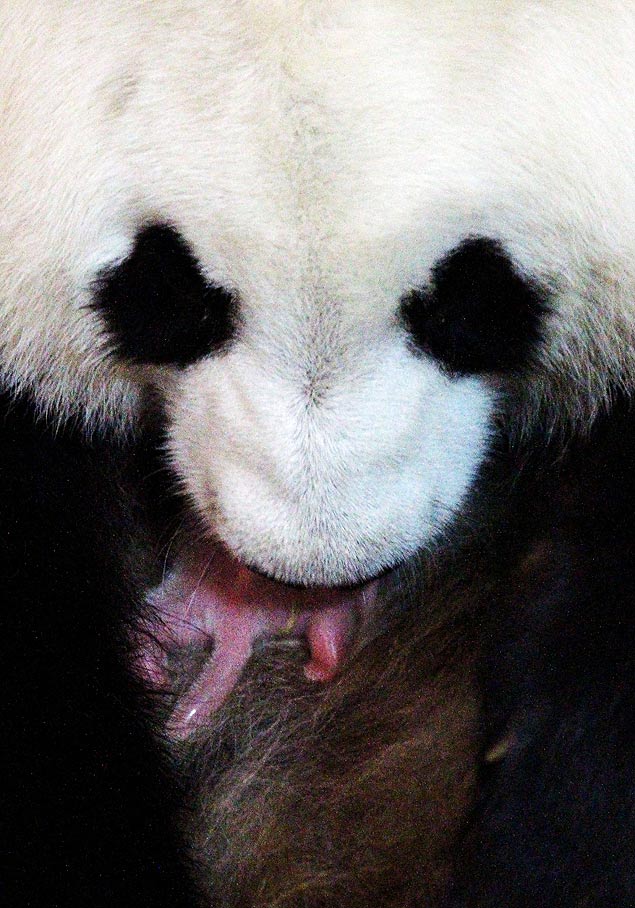 Foto liberada pelo zoológico Aquarium de Madri mostra o parto da panda mum Hua Zui Ba
