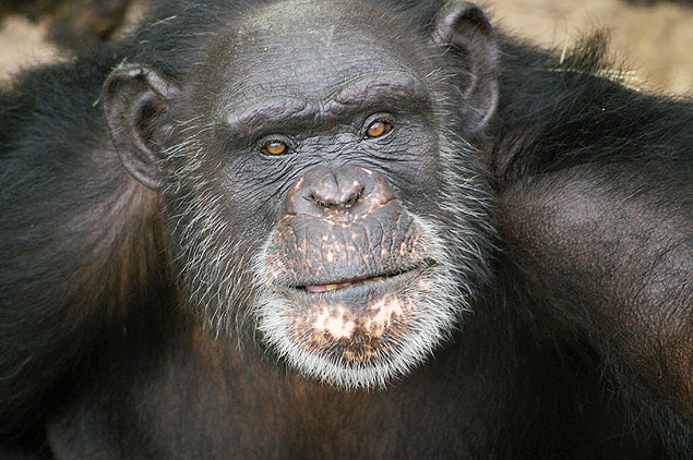 Chimpanzé Brent ganhou prêmio de US$ 10 mil em concurso de arte