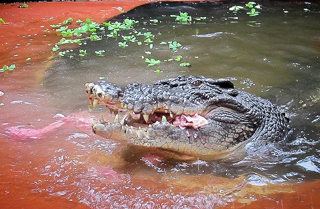 Crocodilos de água salgada podem alcançar até sete metros de extensão e pesar mais de uma tonelada
