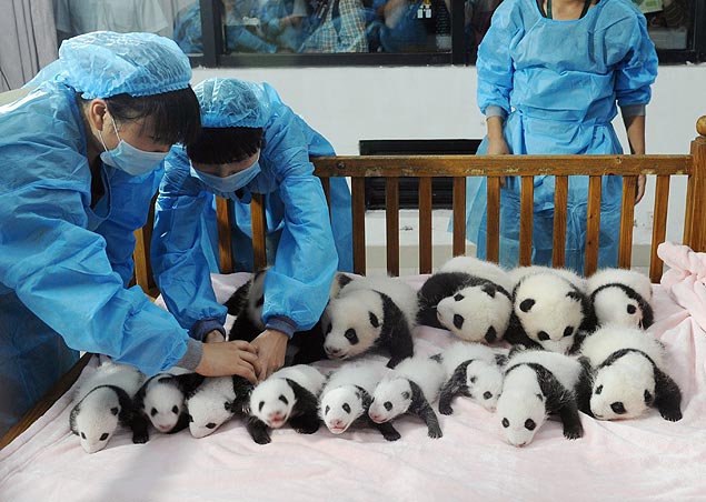 Centro de pesquisa chinês apresenta 14 bebês panda