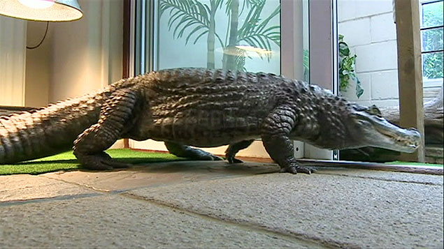 Britânico vive com crocodilo de 1,6 metro em casa; assista