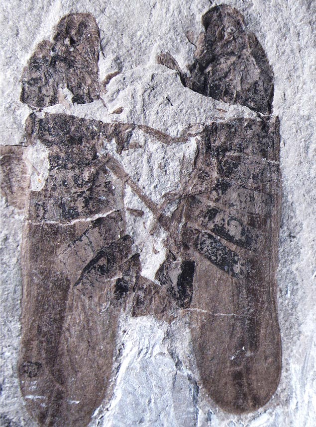 Fóssil mostra inseto macho à direita se reproduzindo com holótipo fêmea à esquerda