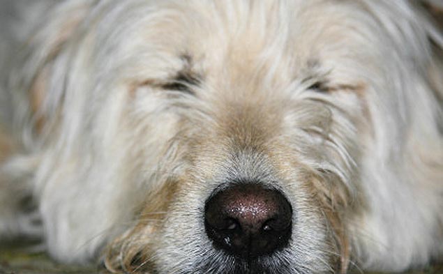 Número de visitas ao veterinário de cães que ingeriram erva do dono aumentaram na Califórnia e Colorado