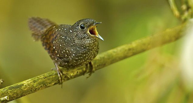 Pássaro listado arredio, batizado de Elachura, não tem parentesco com outras espécies similares 