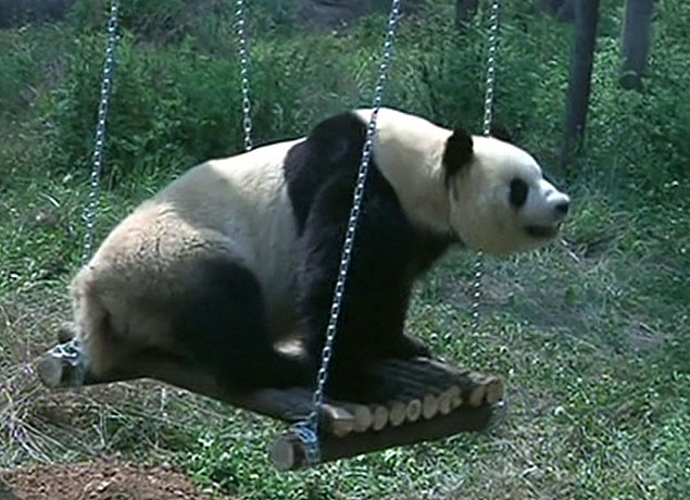 Panda deprimida ganha parque de diversões