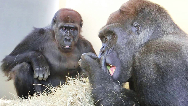 Gorilas do zoológico Loro Parque, no arquipélago das Ilhas Canárias