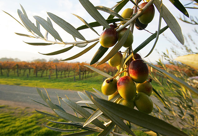 Azeitonas para produzir azeite de oliva 