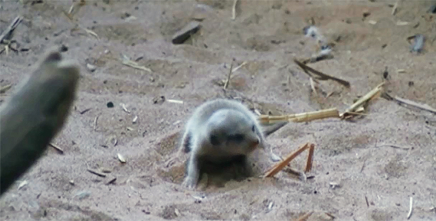 Um beb suricata  encontrado em um centro de preservao de animais